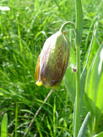 Fritillaria pyrenaica (= nigra)